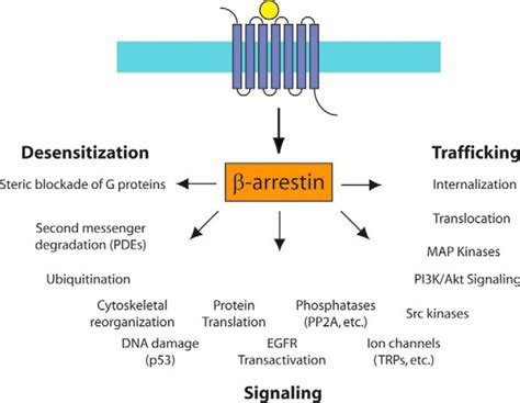 beta arrestin pathway|The multifaceted functions of β.